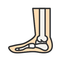Foot